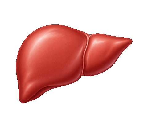 Illustration of a liver